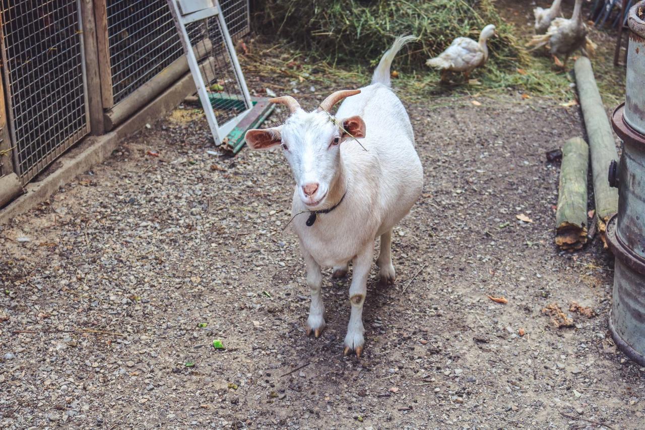 קיאנצ'נו טרמה Agriturismo La Pietriccia מראה חיצוני תמונה