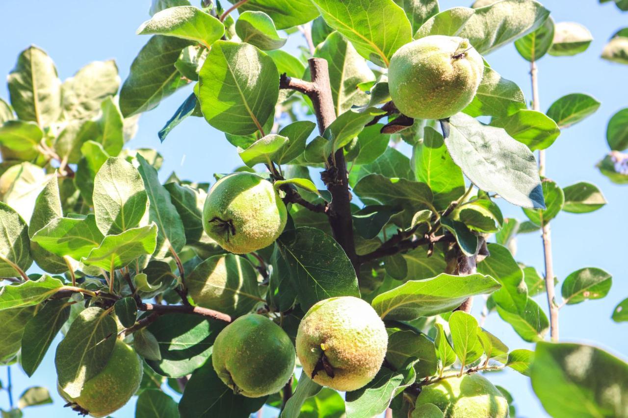 קיאנצ'נו טרמה Agriturismo La Pietriccia מראה חיצוני תמונה